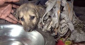 VÍDEO: Quatro filhotinhos de cachorro cobertos de piche que só conseguiam mexer os olhos são resgatados a tempo