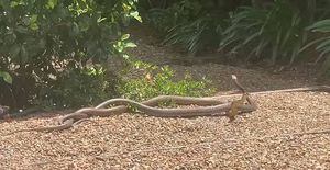 Vídeo mostra captura e disputa intensa de duas cobras marrons por fêmea; espécie é a que mais mata na Austrália
