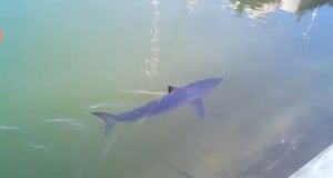 Impressionante vídeo raro registra tubarão mais rápido do mundo de perto