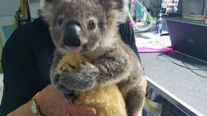 Australia: El Koala Keli se encuentra estable después de ser rescatado de los incendios