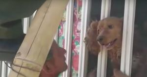 Mujer se fue de vacaciones y dejó a su perrita encerrada más de un mes: nuevo caso de maltrato animal