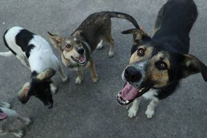 Perros envenenados: Refugio de Quito pedirá cédula para recibir donaciones