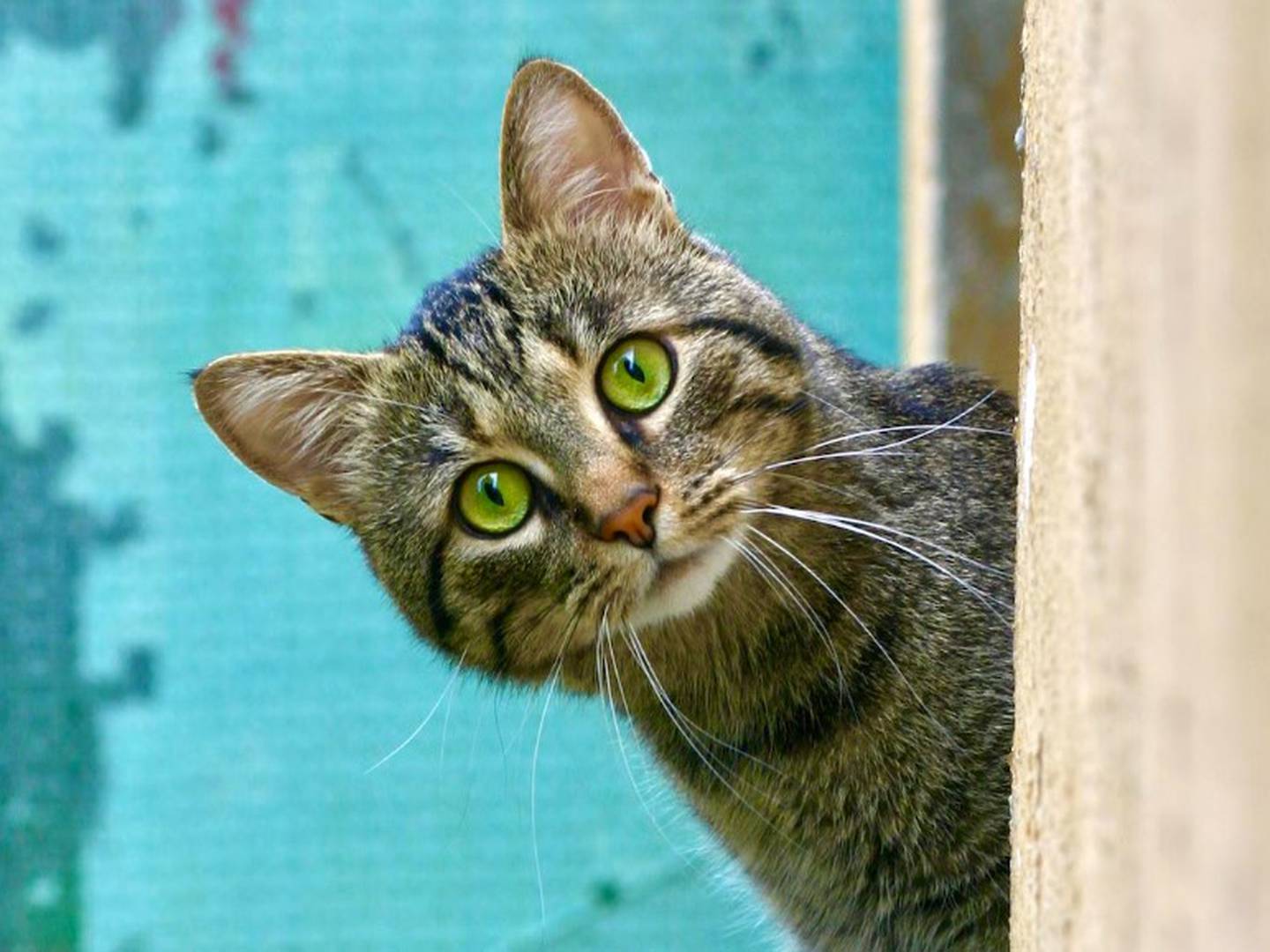 Si amas los gatos, descubre qué significa soñar con ellos – Metro World News