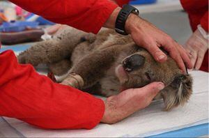 Crean un hospital único para salvar a los koalas heridos en los incendios de Australia