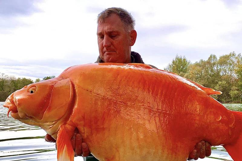 Hombre en Reino Unido atrapa a unos de los peces dorados más grandes del mundo