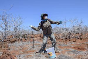 Ecuador lucha contra una plaga de ratas en Galápagos