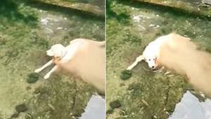 Vídeo de cachorro que parece desintegrar em rio faz sucesso nas redes sociais