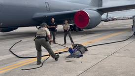 Autoridades cazan a un cocodrilo gigante en una base aérea militar en Florida