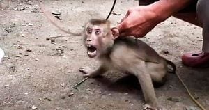 Filhotes de macacos são escravizados na Tailândia para colherem coco