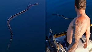 Vídeo mostra encontro de youtuber com grande Cobra do Mar extremamente venenosa