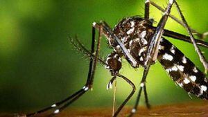 Reapareció el mosquito tigre y el coronavirus fue la causa: es capaz de transmitir 22 virus más