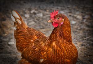 Dupla de crianças de 10 e 12 anos é 'acusada' ââde matar quase 700 galinhas a pauladas