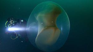 Mergulhadores gravam encontro raro com enorme saco de ovos de lula e vídeo se torna viral