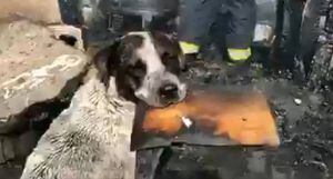 Perro conmueve al llorar presenciando cómo un incendio consume su refugio