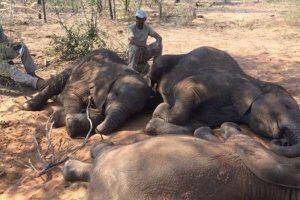 Revelan la posible causa de la muerte de cientos de elefantes en Botsuana