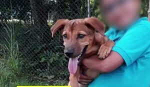 Hombre de 19 años mató a perrito arrojando piedras ante tres niños