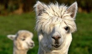 El poderoso anticuerpo de alpaca descubierto por científicos chilenos capaz de neutralizar el coronavirus