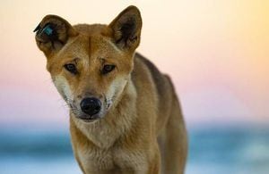 Australia: un veneno destinado a exterminar a los dingos, en realidad los hizo más grandes