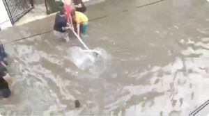 VIDEOS. ¡De terror! Los cocodrilos se adueñan de las inundadas calles de India