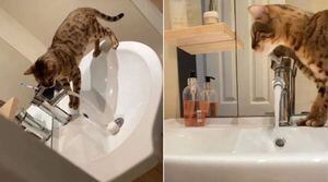 Vídeo: gato abre torneira do banheiro, bloqueia o ralo e inunda casa de sua dona