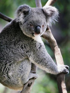 Koalas ya son una especie "funcionalmente extinta": ONG