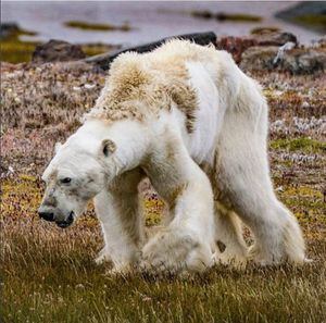 "Sabemos que no están comiendo": temor en la comunidad científica por la vida de los osos polares a medida que el Ártico se derrite
