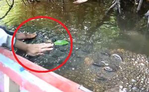 Em vídeo surpreendente, grupo é registrado fazendo carinho em crocodilo; assista