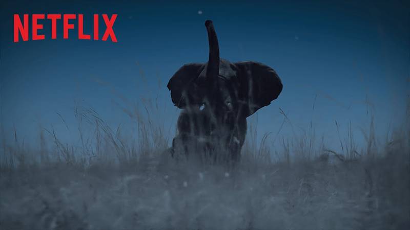 Recuerdas Animal Planet? Conoce los programas similares que puedes  encontrar en Netflix – Metro World News