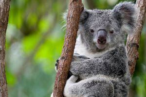 ¡Digno de aplaudir! Bomberos australianos rescataron a koalas de incendios forestales