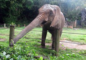 Rechazan traslado de elefante Mundi del zoológico de Mayagüez