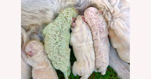 Cachorro nasce com raro pelo verde na Itália
