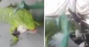 (VIDEO) Jóvenes obligan a una iguana a fumar marihuana y genera indignación en redes