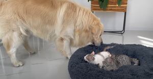 Vídeo flagra um cachorro tentando tirar dois gatinhos de sua cama