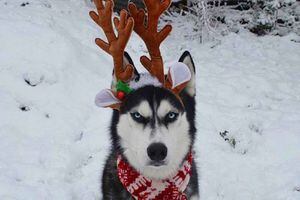'Anuko', el perro que detesta la Navidad