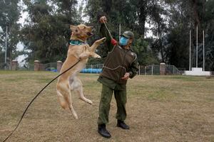 Carabineros y PUC entrenan perros capaces de detectar a personas con covid-19