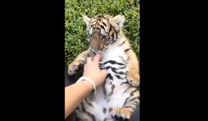 Vídeo que mostra bebê tigre recebendo carinho na barriga se torna viral nas redes sociais
