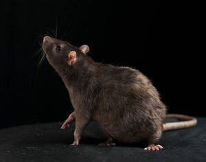 Crisis por el coronavirus provoca que las ratas sean más agresivas y hambrientas