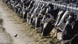 Vacas lecheras en Texas y Kansas dan positivo por influenza  aviar