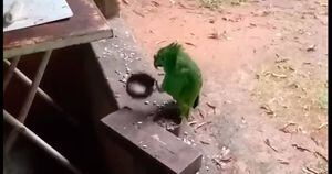 Vídeo de papagaio cantando e tocando 'Atirei o Pau no Gato' viraliza nas redes