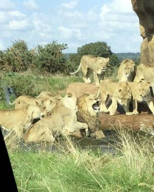 Nove leoas são gravadas atacando brutalmente leão macho em safári