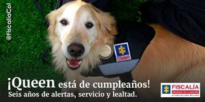 Así celebra la Fiscalía el cumpleaños de Queen, uno de sus miembros caninos