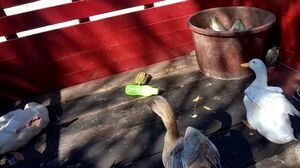Denuncian saqueo de patos, peces y tortugas de Parque Explora de León