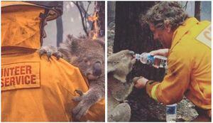 VIDEO. Koala suplica más agua a los bomberos tras huir de las llamas en Australia