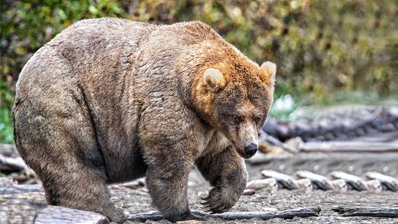 Un oso da la bienvenida a los turistas en el Parque Katmai, en Alaska.