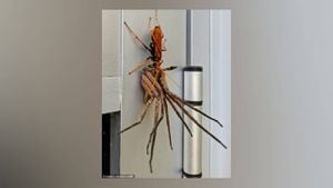 Foto de vespa carregando aranha que está morrendo viraliza