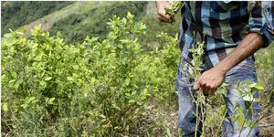 Gobierno superó en noviembre meta de erradicación de cultivos ilícitos