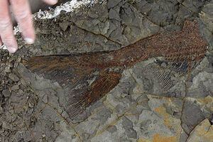 Un nuevo hallazgo reveló más detalles sobre el día del impacto del meteorito que extinguió a los dinosaurios