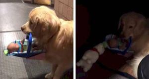 Perro ‘policía’ fue capturado mientras se ‘robaba’ juguetes donados para navidad