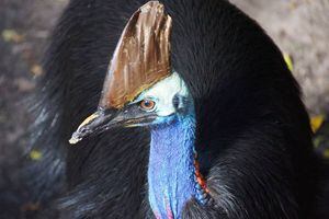 El pájaro exótico que mató a su dueño en EE. UU. será subastado