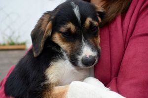 #ChesterVive: Instituciones municipales de Quito se unen a la adopción de perros